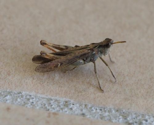 Chorthippus sp.